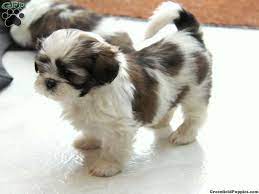 Shi tzu puppy my name is google i was born on july 26 2019 follow me grow up thank you funfact⏩shi tzu is also named a lion dog www.youtube.com/channel/ucnjtobfgtcmfcnl0imk10sw. Shih Tzu Puppies Nj Images 6 Shih Tzu Puppy Puppies Shih Tzu