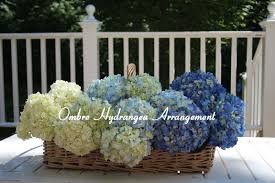 Fresh, cut hydrangea flowers don't typically do well. Ombre Hydrangea Flowers Connecticut In Style
