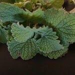 Image result for Equilabium