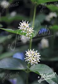 Image result for Vincetoxicum afrum