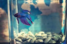 The sustained health of your betta can most reliably be achieved with regular water changes and. Stringy White Fish Poop Aquatic Veterinary Services