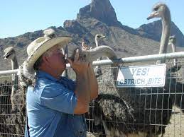 Download free books in pdf format. Rooster Cogburn Ostrich Ranch Home Facebook