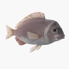 Sea Bream Fish 3d Model Ad Bream Sea Model Fish Fish Mosaic Animals Fish Pet