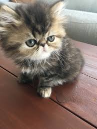 Pin On Adam Eve Hira Alice Alvin Exotic Shorthair Persian Cat