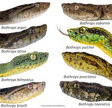 Image result for Bothrops punctatus