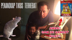 Jika anda berjaya tangkap tikus, kurung ia 2 atau 3 hari dalam stor atau bilik air ataupun di 11. Perangkap Papan Gam Tikus Ii Cara Tangkap Tikus Paling Murah Dan Efektif Saat Pkp Youtube