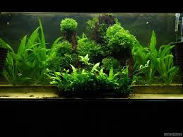 Image result for Lomariopsis