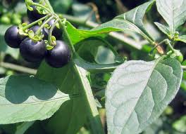 Image result for Solanum litoraneum