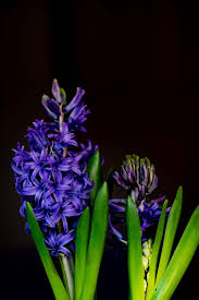 Due to its hardness, durability and chemical inertness, zircon persists in sedimentary deposits and is a common constituent of most sands. Hyacinth Flowers Featured Content Lovingly