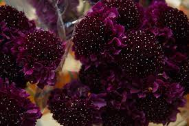 Scabiosa Atropurpurea Red Velvet Scoop Flower Market New Covent Garden Market Flowers