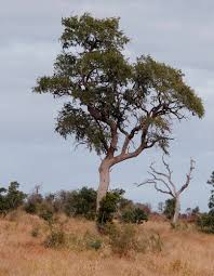 Image result for Combretum imberbe