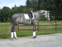Dapple Grey Thoroughbred Horses Irish Sport Horse Dapple Grey Horses