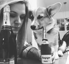 Can dogs get drunk from alcohol consumption?