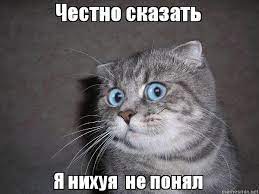 Честно сказать Я нихуя не понял, Мем Удивленный кот