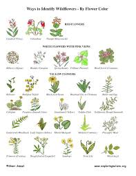 pin by tyler braun on plantae leaf identification