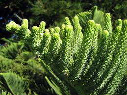 Image result for Arauk rie Araucaria