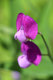 Image result for Lathyrus hirsutus