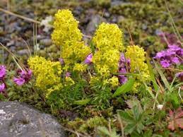 Se supara si pedepsesc daca nu le. Sanzienele Sau Dragaica Galium Este O Planta Cunoscuta Si Sub Alte Denumiri Floarea Sfantului Ioan Smantanica Sau Sanziene Galben Flora Plants Wild Flowers