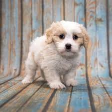 A toy cavapoo is created by mixing the toy poodle with a cavalier. Cavapoo Aka Cavoodle The Ultimate Guide To The Breed Animalso