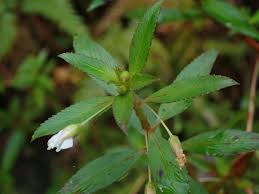 Image result for Sauvagesia