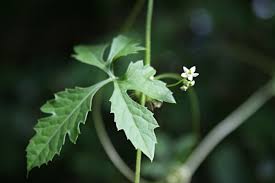 Image result for Ctenolepis cerasiformis