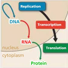 Different forms of the same gene are called alleles. Chapter 8 From Dna To Protein R E C H S Biology