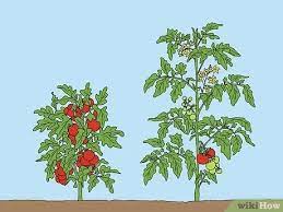Free shipping on qualified orders. 4 Ways To Support Tomato Plants In Pots Wikihow