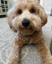 Dog Drawing Contest Support Dog Happy Dogs Rescue Dogs