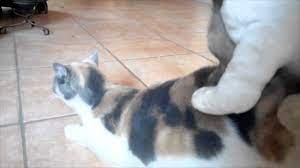 Remedy For Cat In Heat Youtube