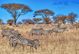 Image result for Zanha africana