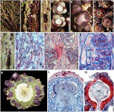 Image result for Apodanthaceae