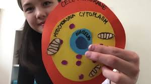The animal cell is made up of several structural organelles enclosed in the plasma membrane, that enable it to function properly, eliciting mechanisms that benefit the host (animal). Crafting Cell Diagrams The Kid Should See This