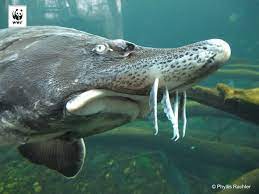 Sturgeons are among the world's most valuable wildlife resources. Big Boost For Endangered European Sturgeons Wwf