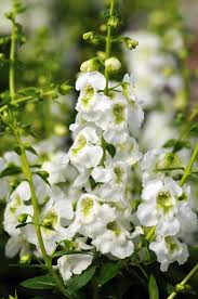 Image result for Angelonia