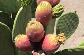 The age is incremented at random intervals. Study Shows Cactus Pear As Drought Tolerant Crop For Sustainable Fuel And Food