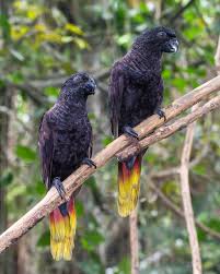 See more of lories australia on facebook. Black Lory Wikipedia