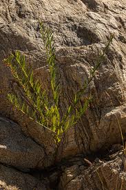 Image result for Indigofera paniculata