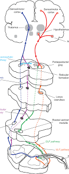 major nociceptive pathways the spinothalamic tract blue