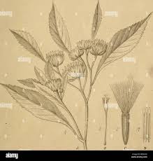 Image result for Monosis conferta