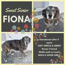 Pin By Tanya Faber On Safe Foster Dog Dog Adoption Foster Cat