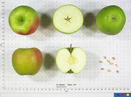 Image result for Granny Smith