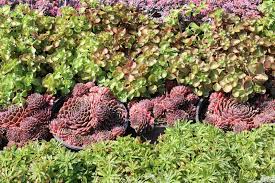 Problem weed series cover crop seed suppliers. Perennials For Ground Covers Landscape Ontario