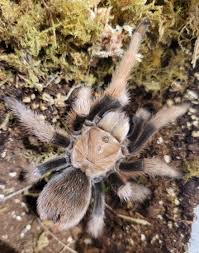 You can give your mature tarantula mealworms, superworms, locusts, roaches, and crickets. Aphonopelma Chalcodes For Sale