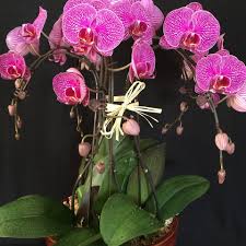 Contact trias flowers and events in miami on weddingwire. Trias Flowers Gifts Home Facebook