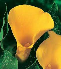 Calla Bog Arum Marsh Calla Wild Calla And Water Arum 1 Is A Genus Of Flowering Plant In The Family Araceae Conta Arum Lily Calla Lily Flowers Calla Lily