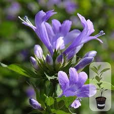 Image result for Barleria holubii