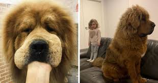 Advice from breed experts to make a safe choice. Tibetan Mastiff Images Posted By Ethan Simpson