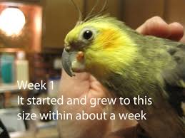 Cockatiel Beak Growth Parrot Forum Parrot Owners Community