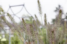 Maybe you would like to learn more about one of these? Garten Federborstengras Hameln Online Kaufen Bei Olerum