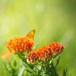 Wildflower Walk